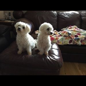 Meet your Posher, Darrell